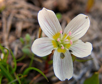 Claytonia arenicola