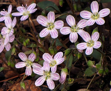 Claytonia caroliniana