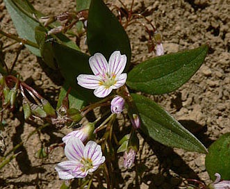 Claytonia lanceolata