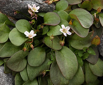 Claytonia nevadensis