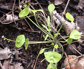 Claytonia parviflora