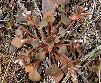 Claytonia rubra