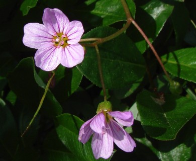 Claytonia sarmentosa