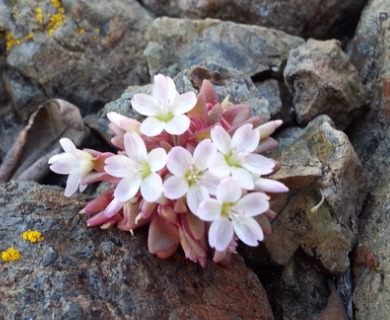 Claytonia saxosa