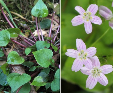 Claytonia sibirica