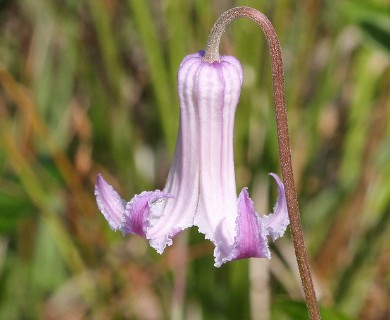 Clematis baldwinii