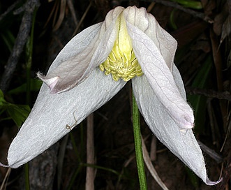 Clematis columbiana