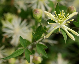 Clematis drummondii