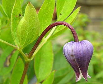 Clematis fremontii