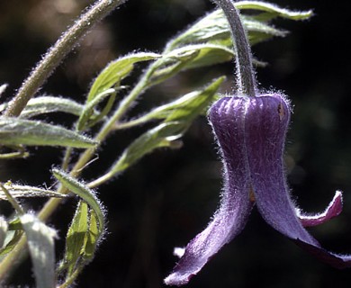 Clematis hirsutissima