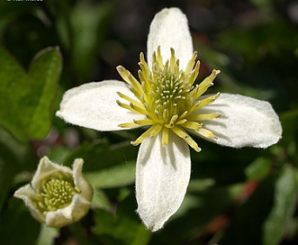 Clematis lasiantha