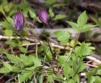 Clematis occidentalis