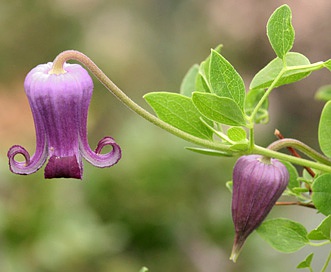 Clematis pitcheri