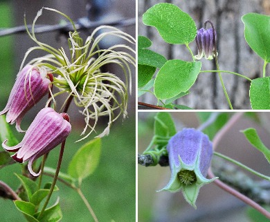 Clematis reticulata