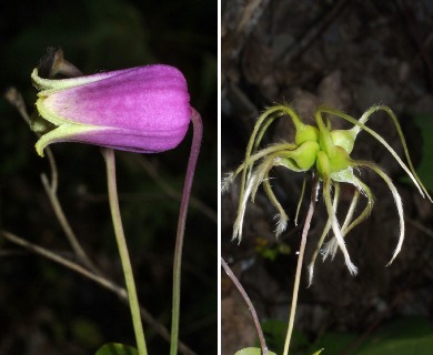 Clematis versicolor