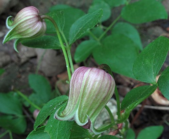 Clematis viorna