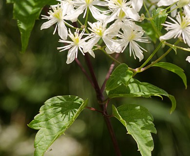 Clematis virginiana