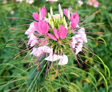 Cleome houtteana