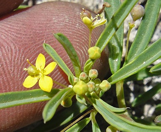 Cleomella parviflora