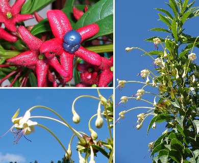 Clerodendrum indicum