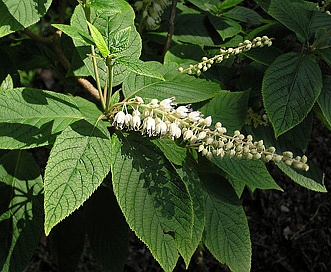 Clethra acuminata