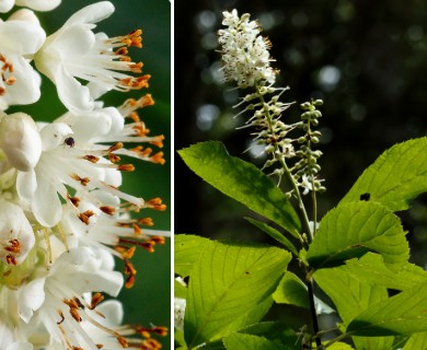 Clethra alnifolia