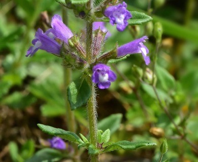 Clinopodium acinos