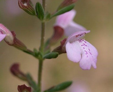 Clinopodium ashei