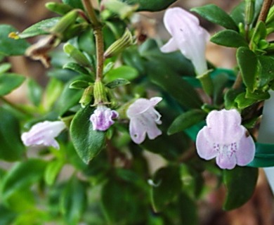 Clinopodium carolinianum