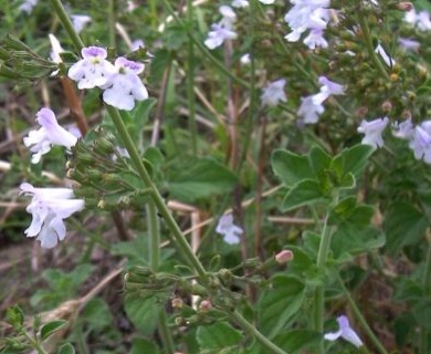 Clinopodium nepeta