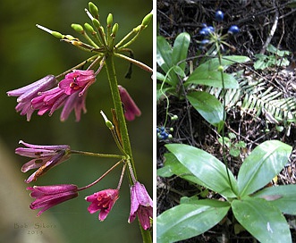 Clintonia andrewsiana