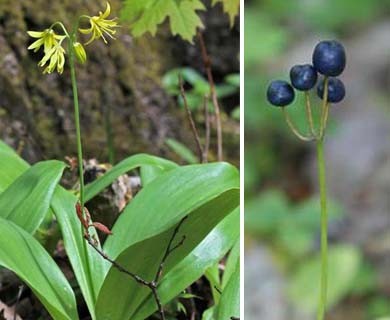 Clintonia borealis