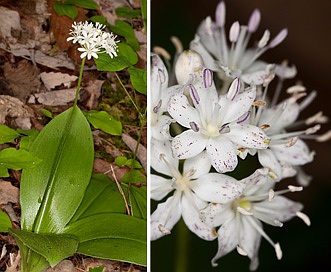 Clintonia umbellulata