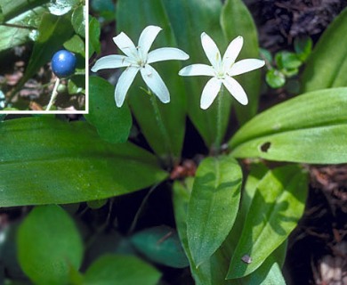 Clintonia uniflora