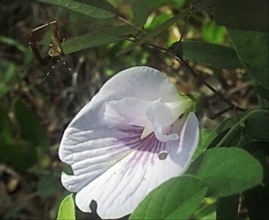 Clitoria fragrans