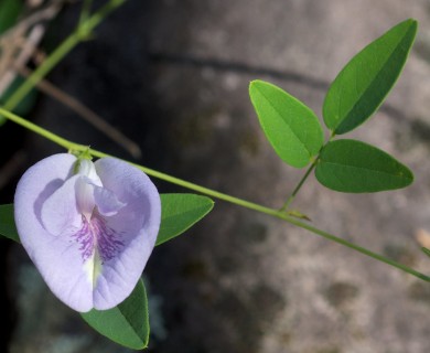 Clitoria mariana