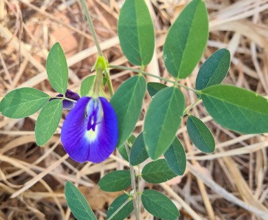 Clitoria ternatea