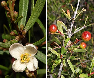 Cneoridium dumosum