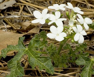 Cnidoscolus stimulosus