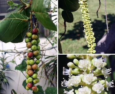 Coccoloba uvifera