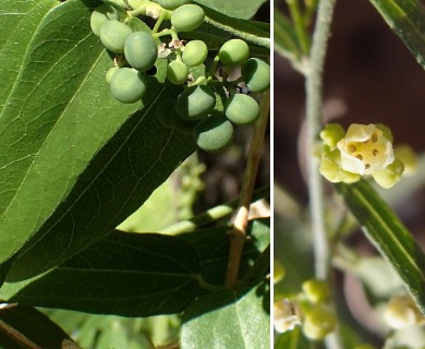 Cocculus diversifolius