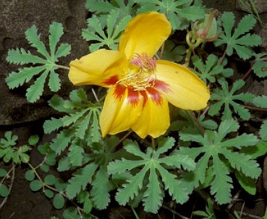 Cochlospermum palmatifidum