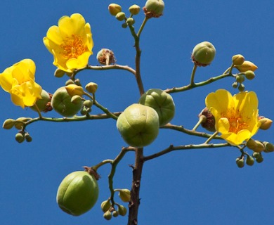 Cochlospermum vitifolium