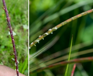 Coelorachis cylindrica