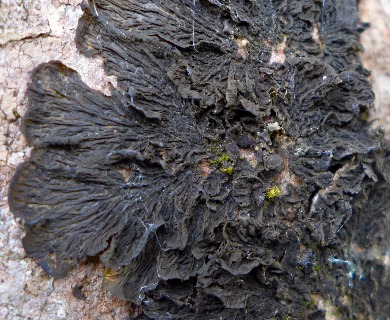 Collema furfuraceum