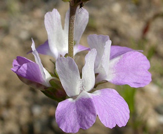 Collinsia bartsiifolia