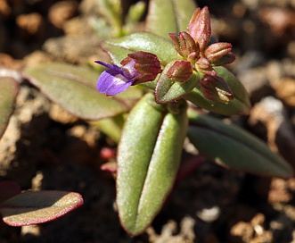 Collinsia callosa