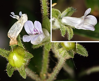 Collinsia childii