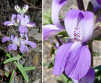 Collinsia concolor