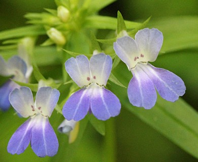 Collinsia grandiflora